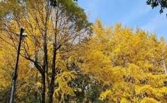 紫砂壶泡茶过程怎么养壶好?